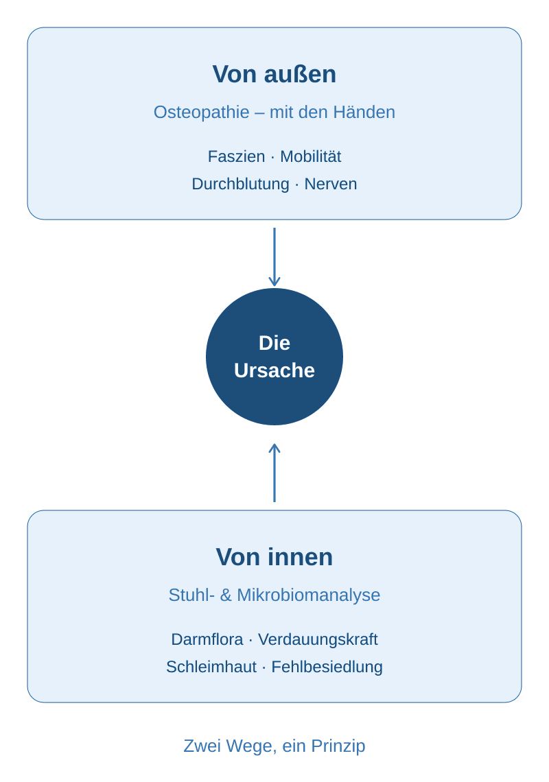 Grafik: Osteopathie behandelt den Darm von außen, die Analyse zeigt ihn von innen – beide Wege führen zur Ursache
